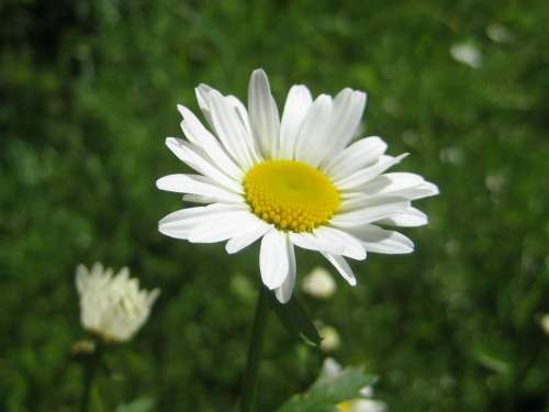 Flower Nature White
