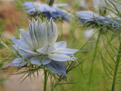 Flower Summer Blue Flora