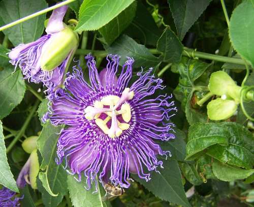 Blossom Bloom Flowers Purple Nature Plant