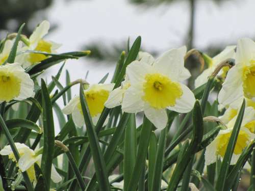 Flower Narcissus Daffodil Spring White Daffodils
