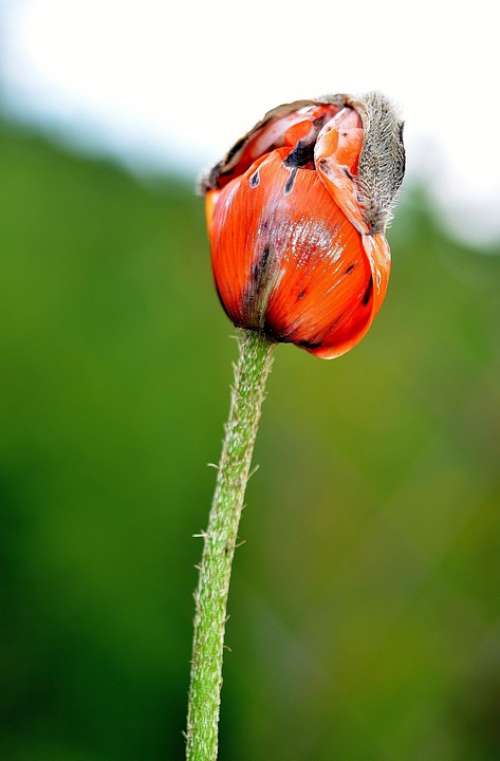 Flower Plant Blossom Nature Papaver Poppy Red