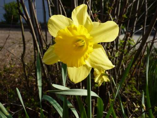 Flower Yellow Yellow Flower Plant Daffodil