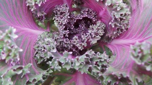 Flower Cabbage Purple Red Purple Flowers