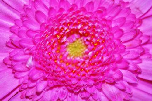 Flower Gerbera Pink Blossom Macro Flowers Yellow