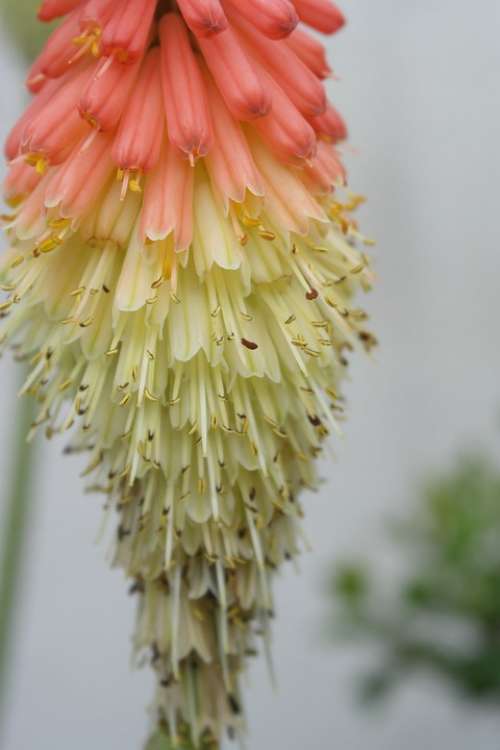Flower Kleopartřina Needle Gradient Colors Beauty