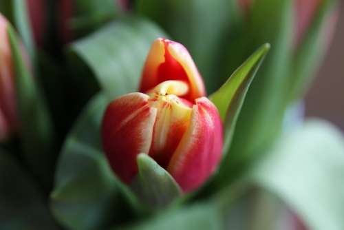 Blossom Bloom Tulip Plant Macro Nature Flower