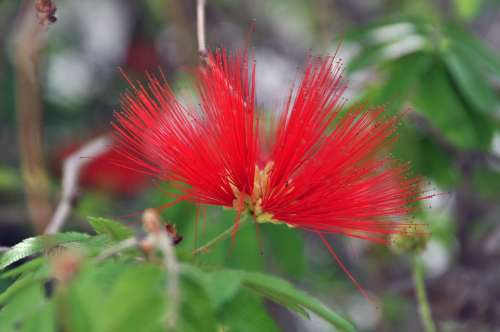 Flower Plant Red