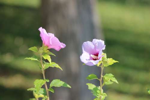 Flower Plant Perennial