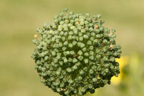 Blossom Bloom Plant Flowers Flower Nature Field