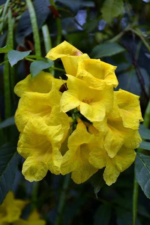 Flower Flowers Colorful Flower Yellow Follower