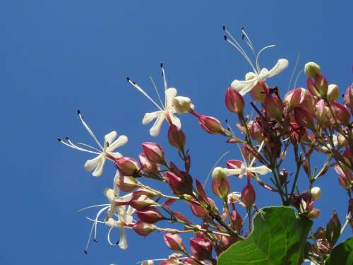 Flower White Garden Tree Plants Summer Blue Sky