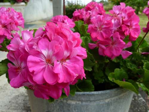 Flower Lilac Pink Flowers In Pots