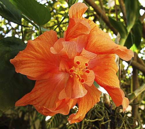 Blossom Bloom Orange Flower