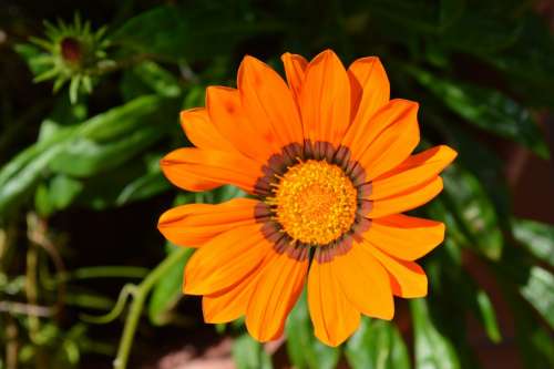 Flower Orange Blossom Orange Summer