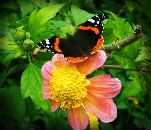 Flower Butterfly Flowers Insect Butterflies