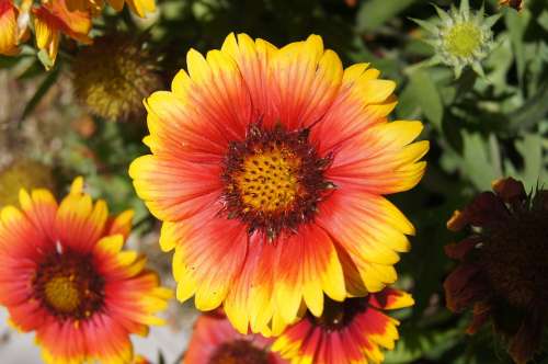 Flower Yellow Red Orange Blossom Bloom Macro