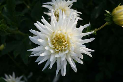 Flower Nature Plant Dahlia Ornamental Plant Bloom