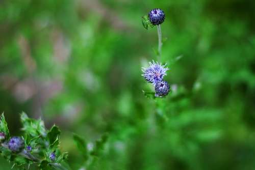 Flower Bug Grass Plants Green