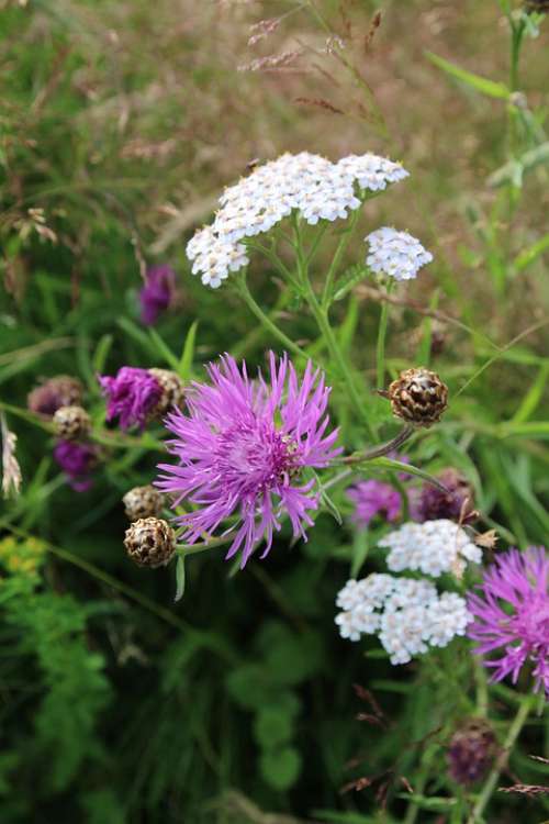 Flower Nature Plant Color Blossom Bloom Flora