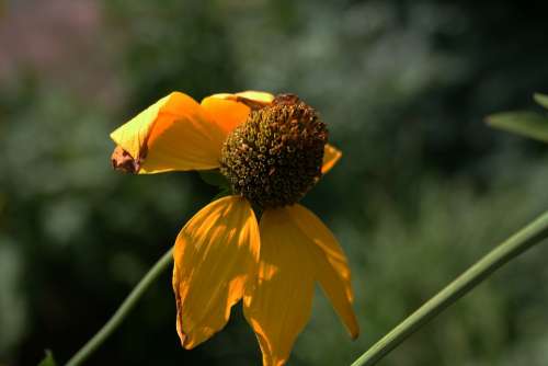 Flower Coneflower Nature Plant Beautiful Colorful