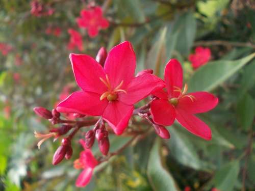 Flower Flowers Sri Lanka Nature Peradeniya Ceylon