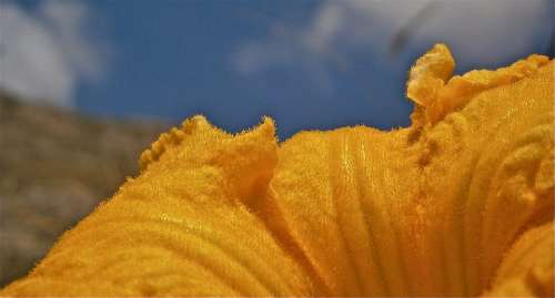 Flower Pumpkin Nature Vegetable Summer