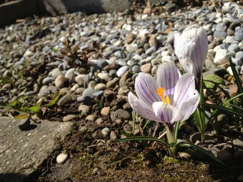 Flower Plant Pink Flower Flowers Nature Stones