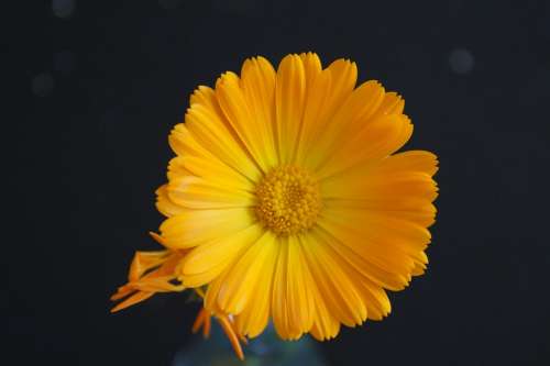 Flower Yellow Yellow Flower Close Up Marigold