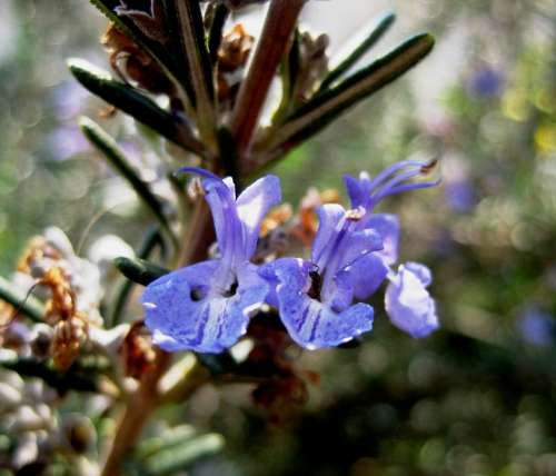 Flower Purple Blue Rosemary Herb Dainty Delicate