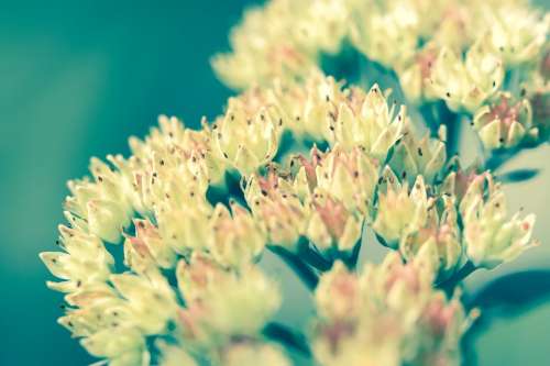 Flower Plant Green Yellow Nature Close-Up Bud