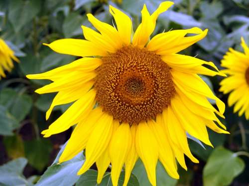 Flower Plant Sunflower Yellow Flora
