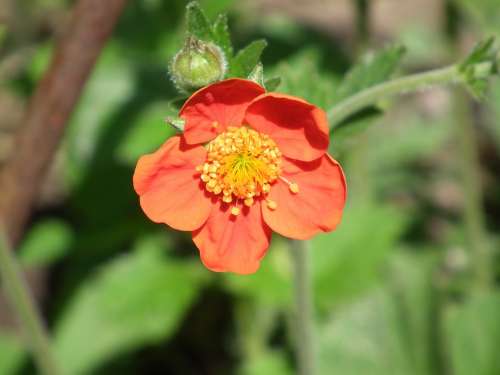 Flower Red Orange Flowers Decorative