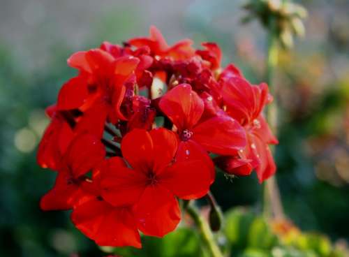 Flower Red Petals Dainty Soft Florets Stalk