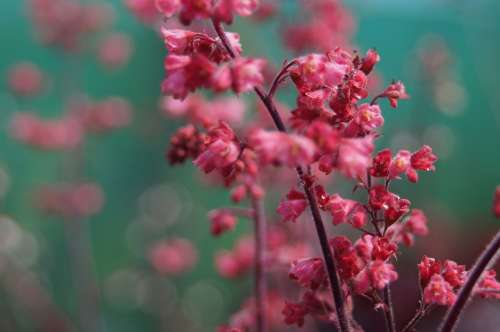 Flower Bokeh Shallow Depth Pink Petal Beautiful