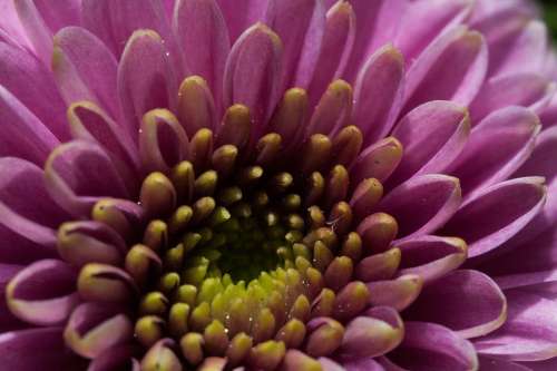 Flower Nature Plant Autumn Aster Santini Aster