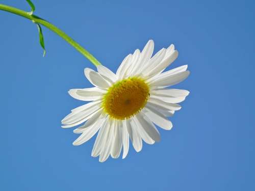 Flower Daisy White Flowers Day Sky June Blue