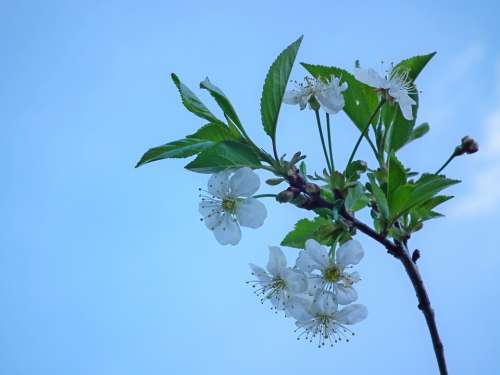 Flower Cherry The Leaves Of The Branch Spring White