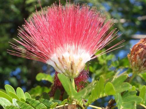 Flower Blossom Bloom Pink Red