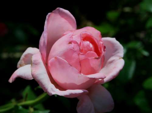 Flower Bloom Bud Rose Rounded Egg-Shaped Pink