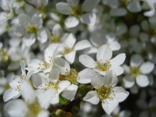 Flower Flowering White Spring Detail