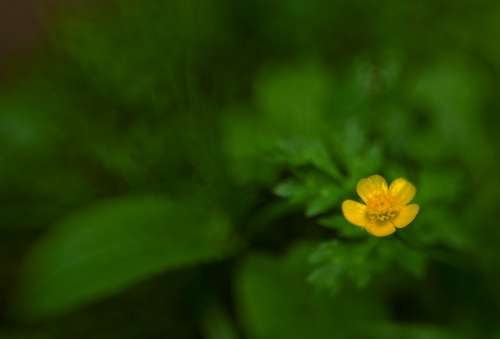 Blossom Bloom Nature Lensbaby