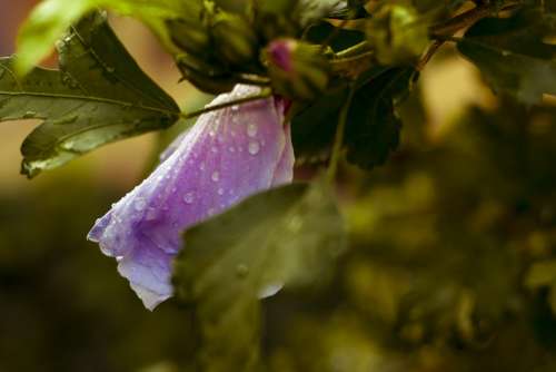 Flower Raindrops Purple Droplet Weather Leaf Rain