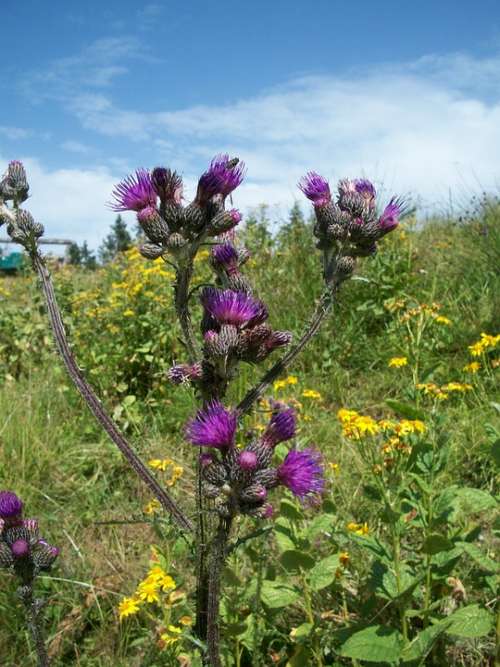 Flower Nature Plant Thistle