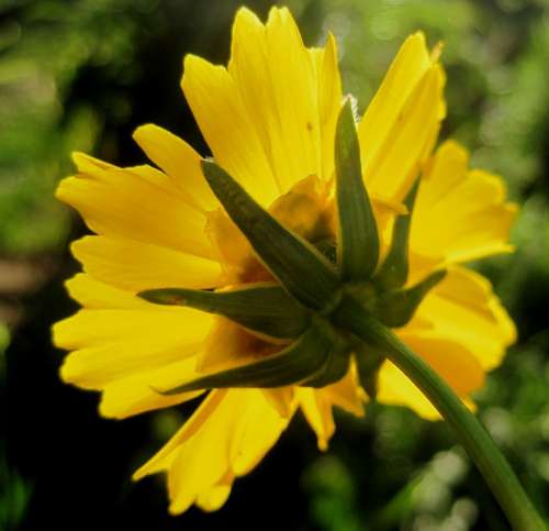 Flower Daisy Yellow Luminous Bright Garden