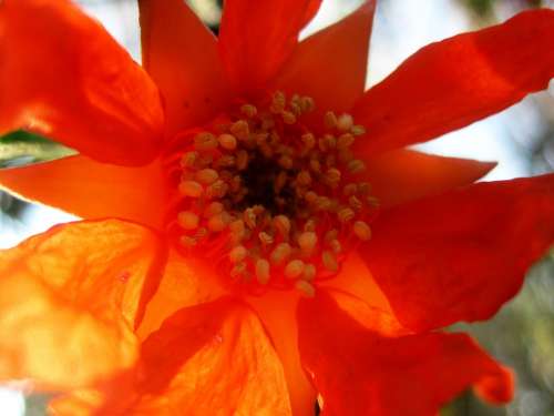 Flower Bloom Pomegranate Orange Tanslucent Light