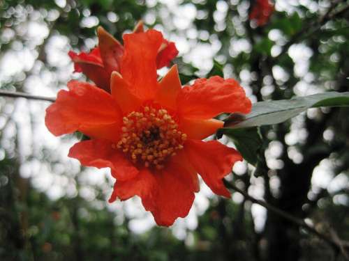 Flower Bloom Orange Bright Pomegranate Delicate