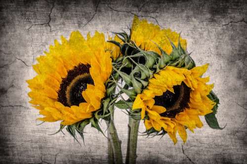 Flower Flowers Old Sunflowers Background Pictures