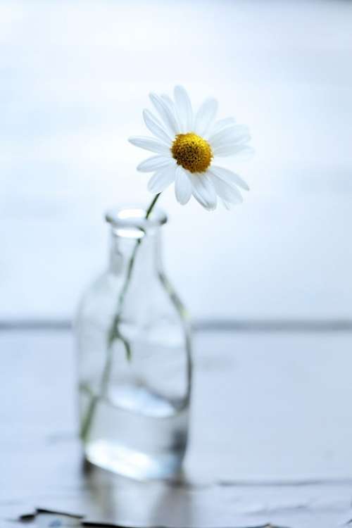 Flower Bottle Daisy White Nobody Object Objects