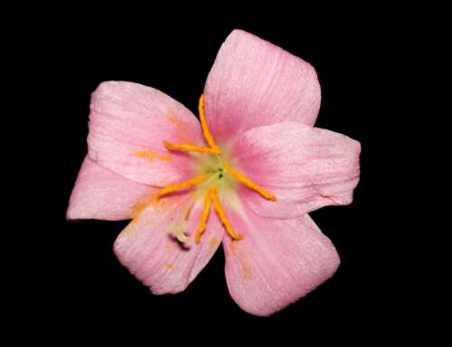 Flower Flora Flowers Nature Leaves Petals Rose