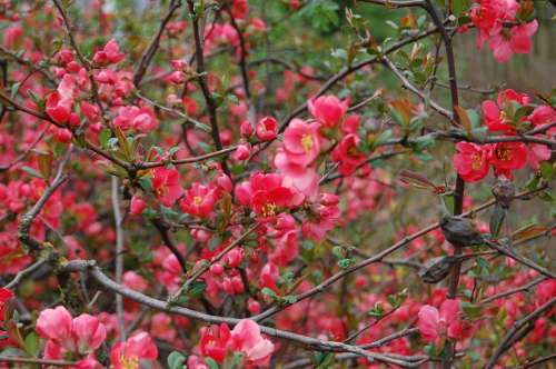 Flower Quince Blossom Bloom Pink Flower Nature